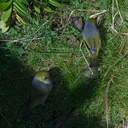 silvereye-birds-Rangitoto-summit-26-07-2011-IMG 3225