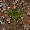 thallose-liverwort-Rangitoto-summit-26-07-2011-IMG 3240