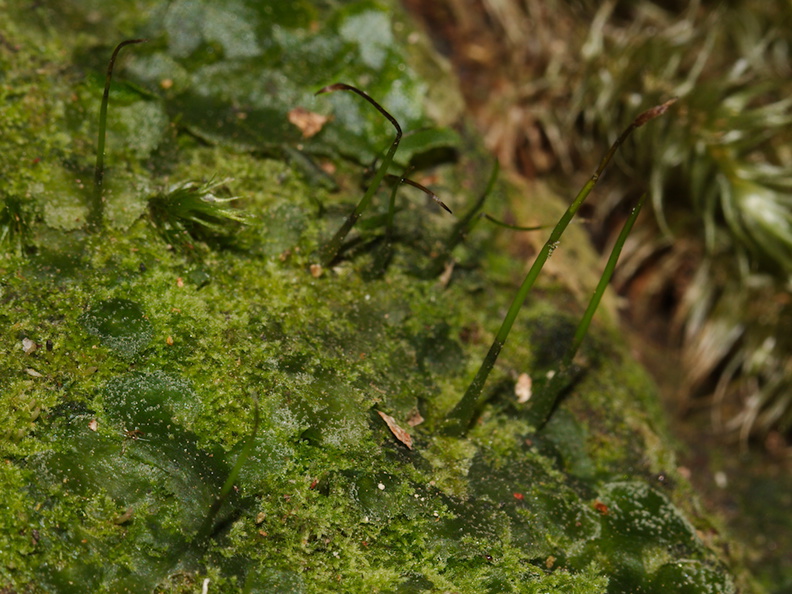 Anthoceros-sp-hornwort-near-Buxbaumia-Tarawera-Outlet-to-Humphries-Bay-Track-2015-10-17-IMG_2059.jpg