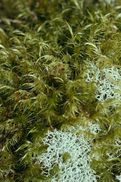 Dicranoloma-robustum-moss-single-sporophyte-at-branch-apex--Tarawera-Outlet-to-Humphries-Bay-Track-2015-10-17-IMG 2034