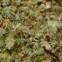 Leucobryum-candidum-pincushion-moss-sporophytes-Tarawera-to-Waterfall-Track-2015-10-16-IMG 1994