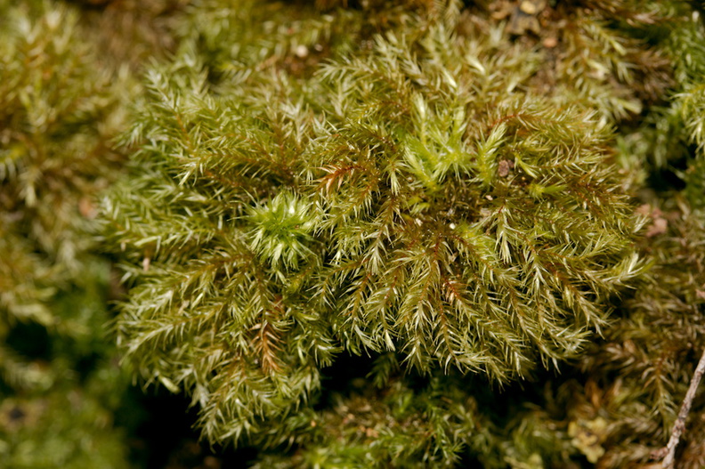 Mniodendron-dendroides-fuzzy-umbrella-moss-Tarawera-to-Waterfall-Track-2015-10-16-IMG_2016.jpg