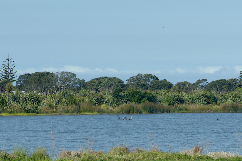 Nessie-has-moved--Matata-Reserve-New-Zealand-2015-10-14-IMG 5777