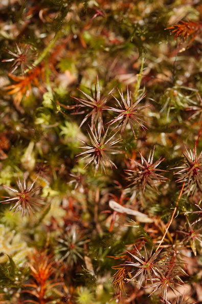 Polytrichum-juniperinum-haircap-moss-reddish-moss-Tarawera-Outlet-to-Humphries-Bay-Track-2015-10-17-IMG 2036