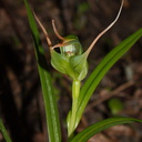 Pterostylis-cf-banksiae-greenhood-orchid-cliff-walk-Whakatane-2015-10-20-IMG 2145