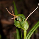 Pterostylis-cf-banksiae-greenhood-orchid-cliff-walk-Whakatane-2015-10-20-IMG 2146