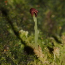Trichocolea-mollissima-foliose-liverwort-Tarawera-Outlet-to-Humphries-Bay-Track-2015-10-17-IMG 2109