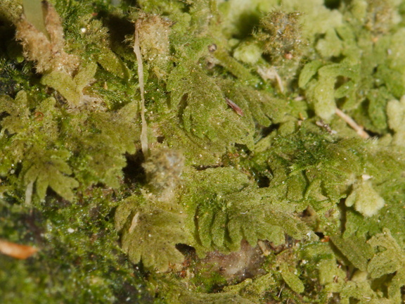 Trichocolea-mollissima-foliose-liverwort-Tarawera-Outlet-to-Humphries-Bay-Track-2015-10-17-IMG 2110