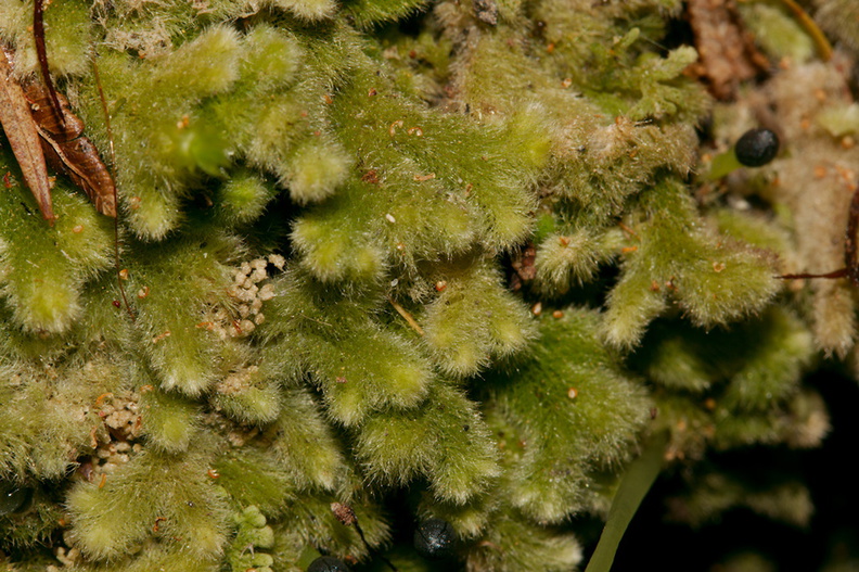 Trichocolea-mollissima-foliose-liverwort-Tarawera-to-Waterfall-Track-2015-10-16-IMG_1981.jpg