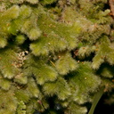 Trichocolea-mollissima-foliose-liverwort-Tarawera-to-Waterfall-Track-2015-10-16-IMG 1981