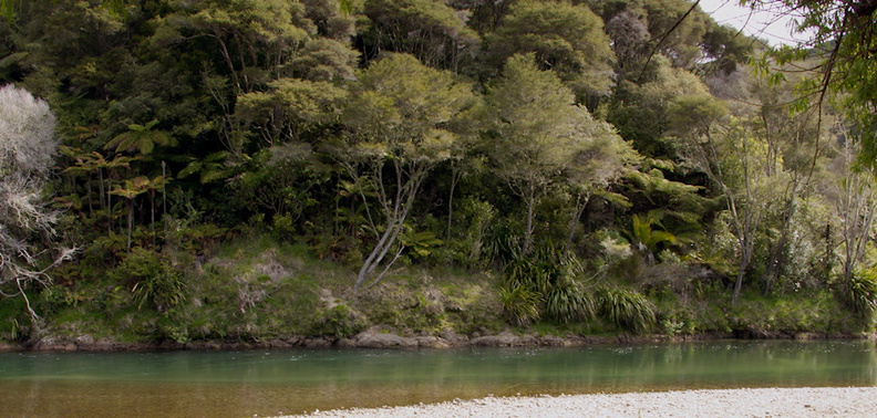 Waimana-River-at-rest-stop-in-Reserve-on-Rte2-2015-10-15-IMG 5768