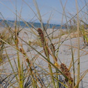 dune-holding-rushes-on-beach-Whakatane-2015-10-20-IMG 5991