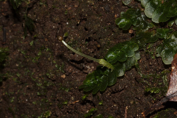indet-Jungermannia-sp-foliose-liverwort-Tarawera-Outlet-to-Humphries-Bay-Track-2015-10-17-IMG 2047