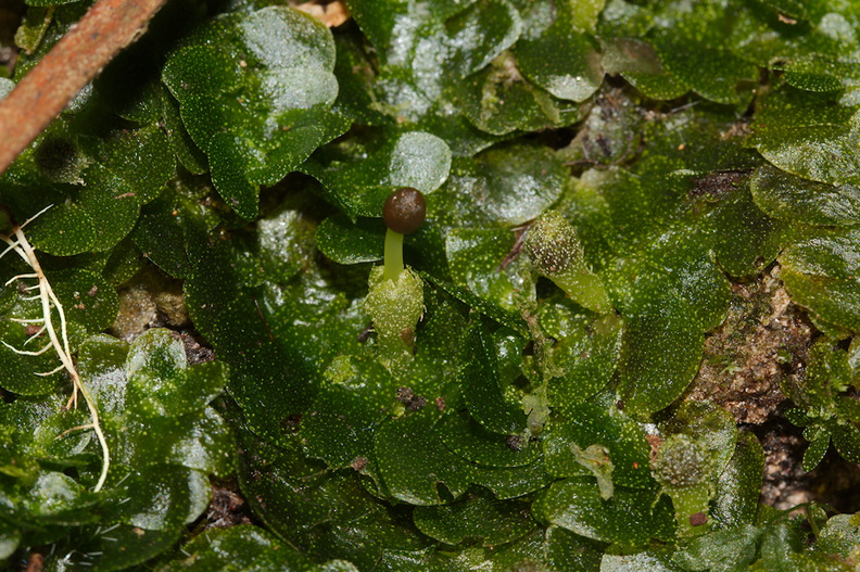 indet-Jungermannia-sp-foliose-liverwort-Tarawera-Outlet-to-Humphries-Bay-Track-2015-10-17-IMG 2054