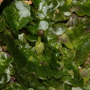indet-Jungermannia-sp-foliose-liverwort-Tarawera-Outlet-to-Humphries-Bay-Track-2015-10-17-IMG 2054