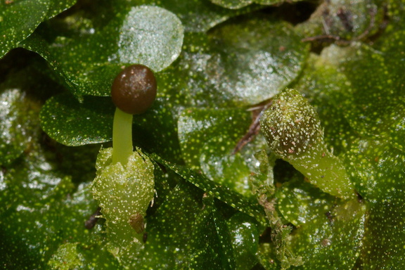 indet-Jungermannia-sp-foliose-liverwort-Tarawera-Outlet-to-Humphries-Bay-Track-2015-10-17-IMG 2054 v2