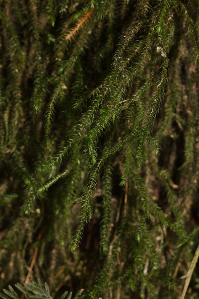 moss-with-lycopod-look-Tarawera-Outlet-to-Humphries-Bay-Track-2015-10-17-IMG 2056