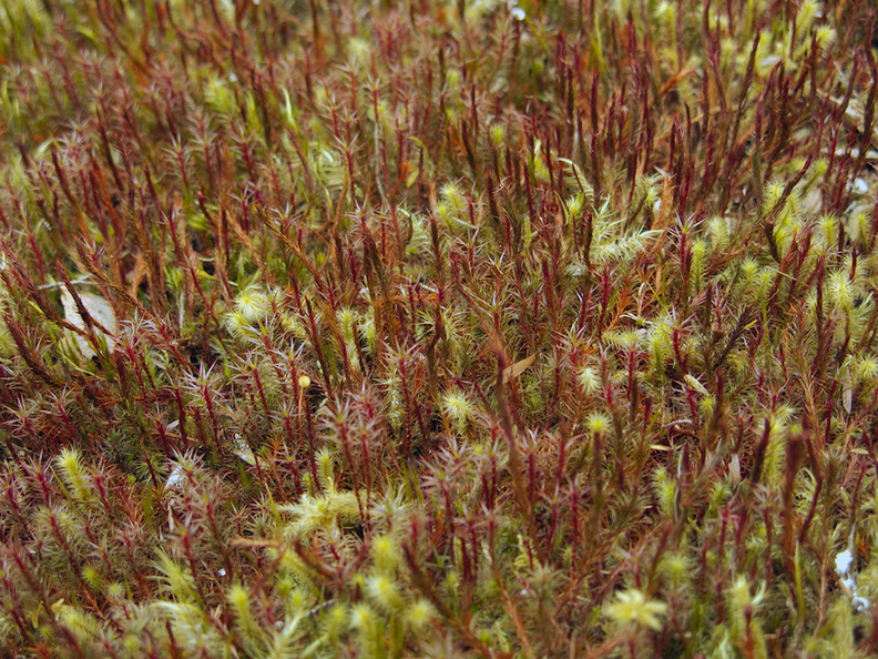 reddish-and-pale-green-moss-growing-together-Tarawera-Outlet-to-Humphries-Bay-Track-2015-10-17-IMG 5897