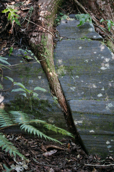 tree-root-breaking-rock-Tarawera-to-Waterfall-Track-2015-10-16-IMG_2002.jpg