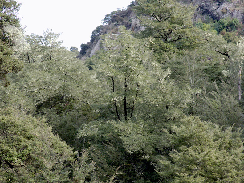 Nothofagus-and-bellbirds-calling-Limestone-Creek-Reserve-Hwy1-2013-06-02-IMG_0970.jpg