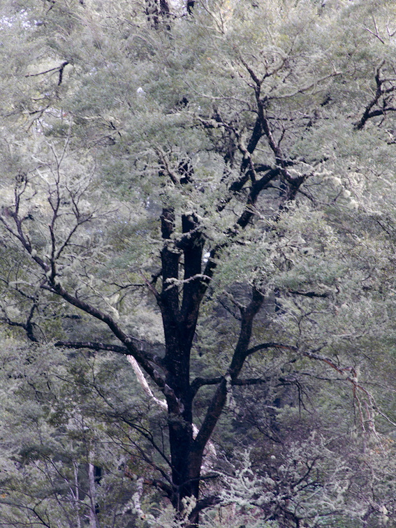 Nothofagus-and-bellbirds-calling-Limestone-Creek-Reserve-Hwy1-2013-06-02-IMG 0972