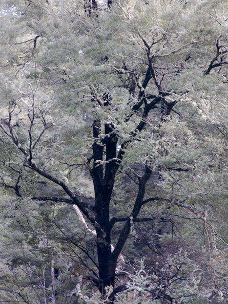 Nothofagus-and-bellbirds-calling-Limestone-Creek-Reserve-Hwy1-2013-06-02-IMG_0972.jpg