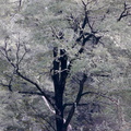 Nothofagus-and-bellbirds-calling-Limestone-Creek-Reserve-Hwy1-2013-06-02-IMG 0972