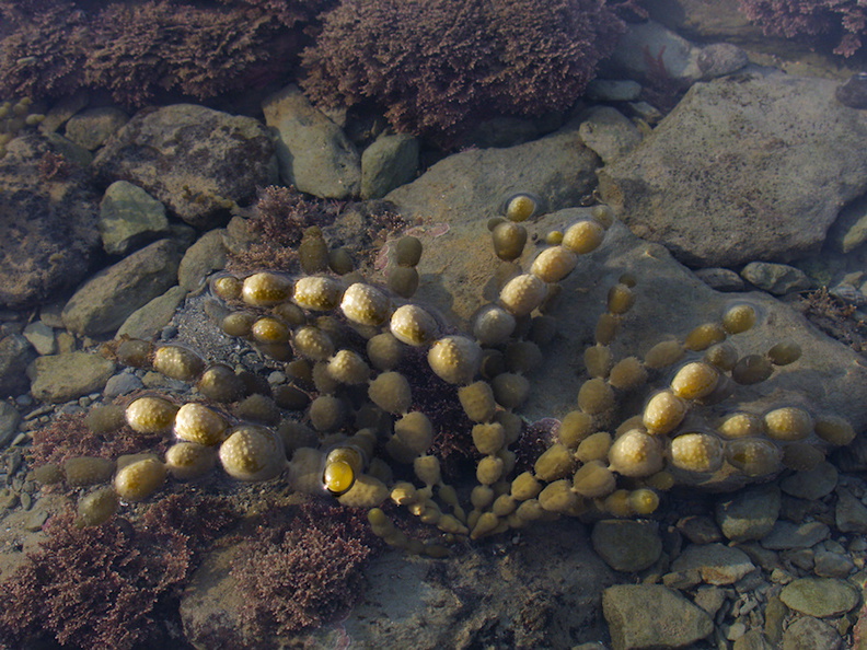 beaded-brown-alga-limestone-shore-bench-Kaikoura-Peninsula-2013-06-02-IMG_1032.jpg