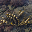 beaded-brown-alga-limestone-shore-bench-Kaikoura-Peninsula-2013-06-02-IMG 1032