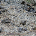 fur-seals-on-rocks-Rte1-2013-06-03-IMG 1110