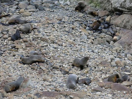 fur-seals-on-rocks-Rte1-2013-06-03-IMG 1110