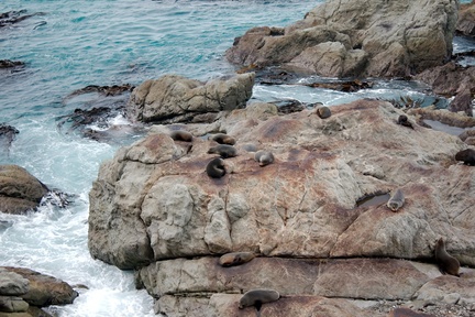 fur-seals-on-rocks-Rte1-2013-06-03-IMG 7894