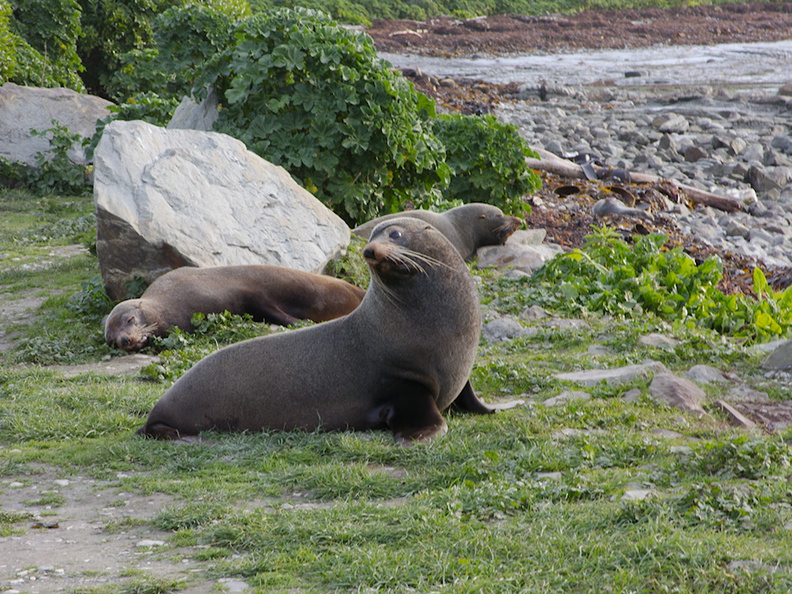 seal-colony-Kaikoura-Peninsula-2013-06-02-IMG_1004.jpg