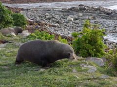 seal-colony-Kaikoura-Peninsula-2013-06-02-IMG 1006