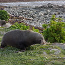 seal-colony-Kaikoura-Peninsula-2013-06-02-IMG 1006