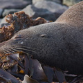 seal-colony-Kaikoura-Peninsula-2013-06-02-IMG 7839