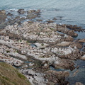 seal-colony-Kaikoura-Peninsula-2013-06-02-IMG 7888