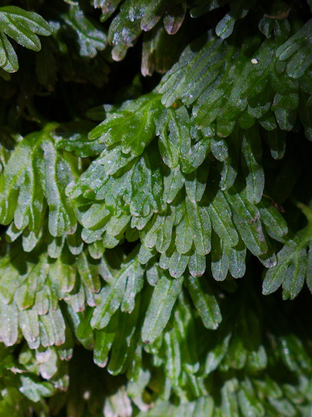 Hymenophyllum-sp-filmy-fern-on-forest-track-Denniston-2013-06-12-IMG_1337.jpg