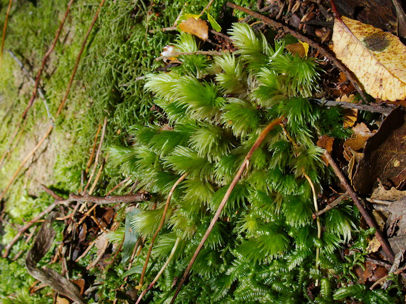 Leucobryum-sp-moss-on-forest-track-Denniston-2013-06-12-IMG_1348.jpg