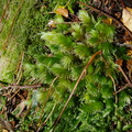 Leucobryum-sp-moss-on-forest-track-Denniston-2013-06-12-IMG 1348