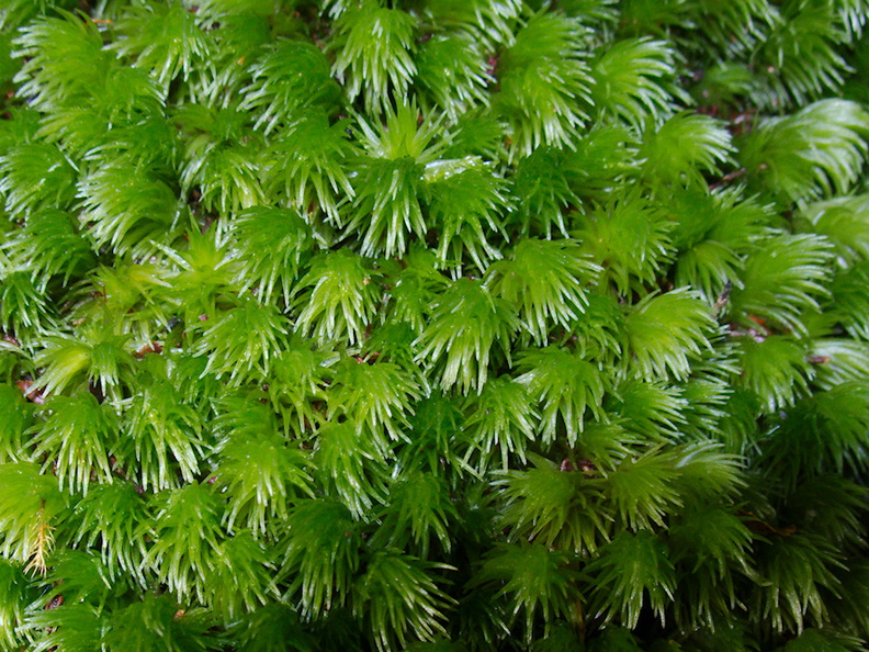 Leucobryum-sp-moss-on-forest-track-Denniston-2013-06-12-IMG_1349.jpg