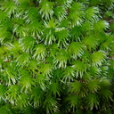 Leucobryum-sp-moss-on-forest-track-Denniston-2013-06-12-IMG 1349