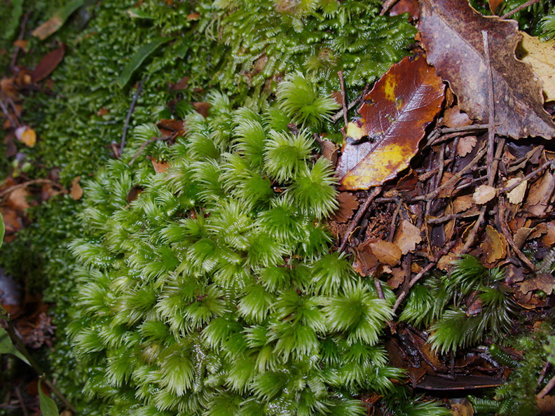 Leucobryum-sp-moss-on-forest-track-Denniston-2013-06-12-IMG_1351.jpg