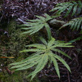 Sticherus-sp-umbrella-fern-on-forest-track-Denniston-2013-06-12-IMG 1334