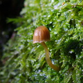 brown-blood-helmet-mushroom-on-forest-track-Denniston-2013-06-12-IMG 1347