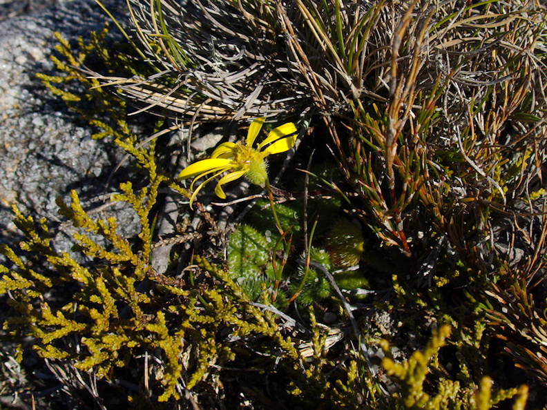 indet-yellow-composite-fuzzy-leaves-rosette-Denniston-plateau-2013-06-12-IMG_1360.jpg