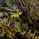 indet-yellow-composite-fuzzy-leaves-rosette-Denniston-plateau-2013-06-12-IMG 1360