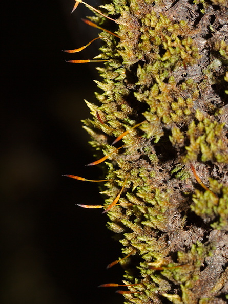 moss-epiphyte-on-forest-track-Denniston-2013-06-12-IMG_8120.jpg