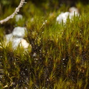 moss-road-to-Denniston-2013-06-12-IMG 8084