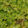 moss-road-to-Denniston-2013-06-12-IMG 8092